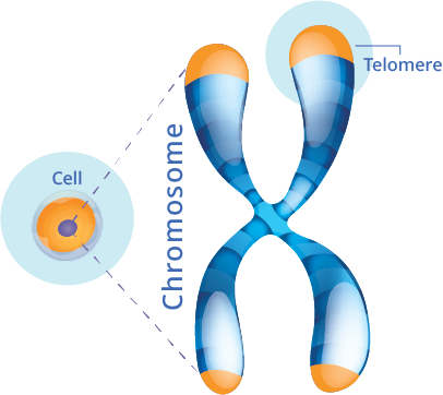 Chromosome Telomere