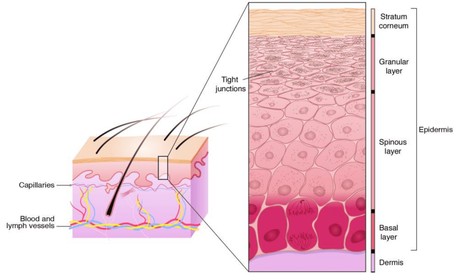 Tretinoin Science & Research 