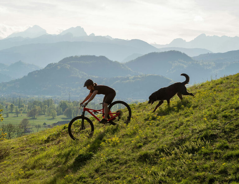 Does Rapamycin Boost Heart Health for Dogs