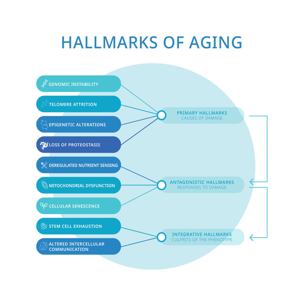Hallmarks of Aging