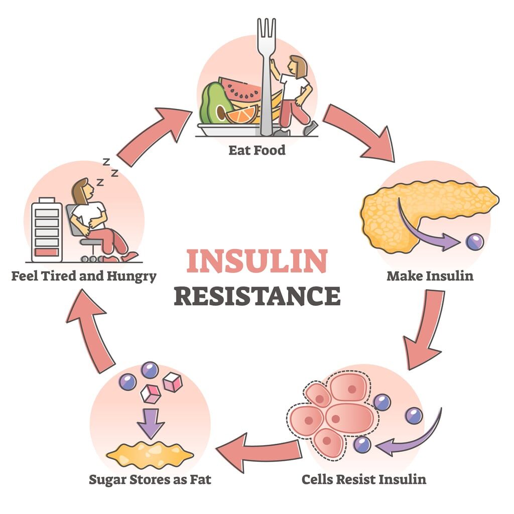 How Metformin helps with insulin resistance