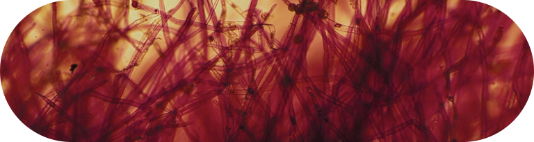 cellular pathways