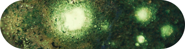 cellular image