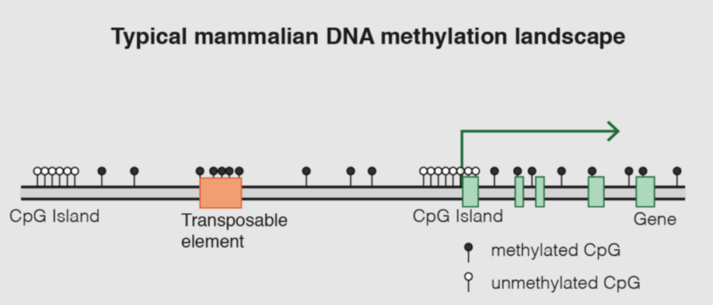 Typical Mammalian DNA Methylation Landscape