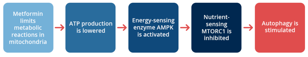 Metformin increases autophagy