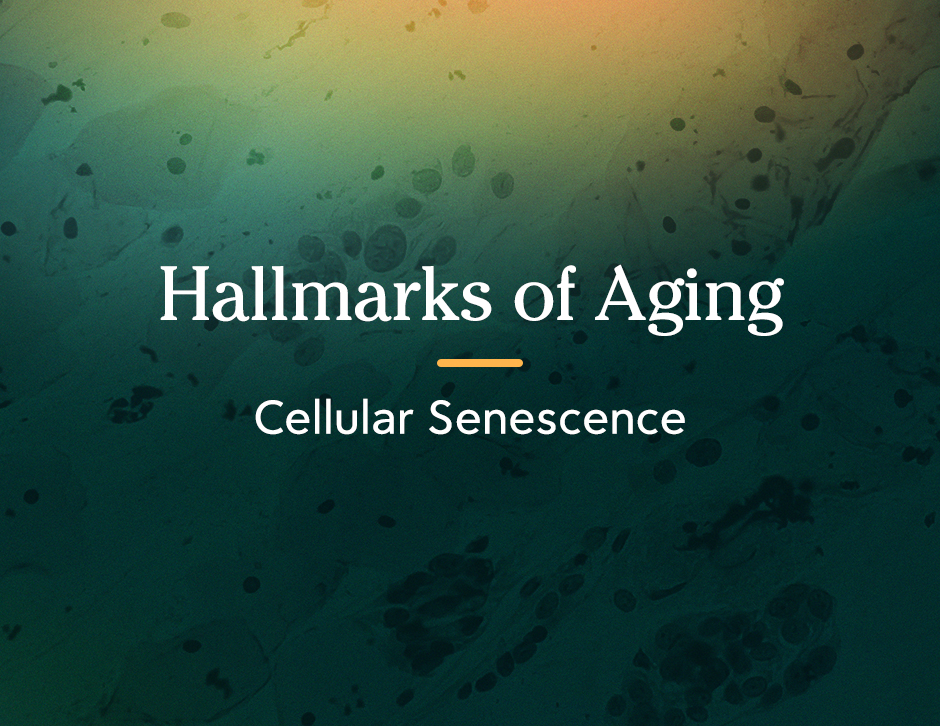 Hallmarks of Aging: Cellular Senescence