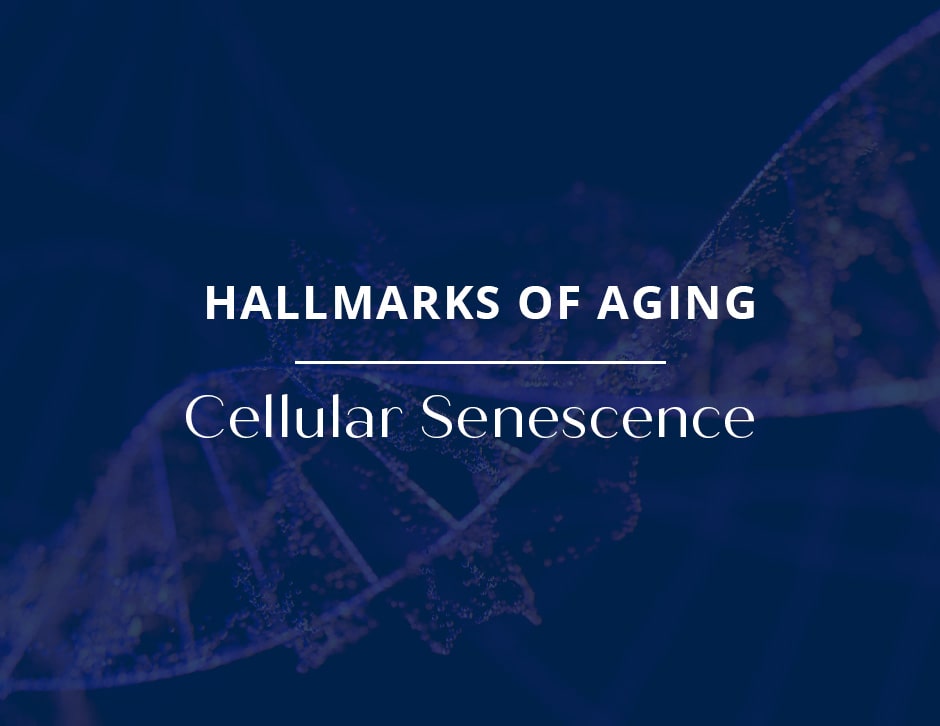 Hallmarks of Aging: Cellular Senescence