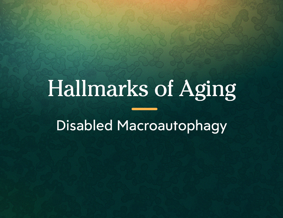 Hallmarks of Aging: Disabled Macroautophagy