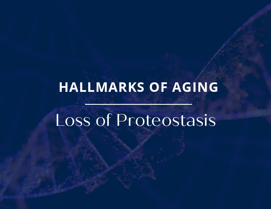 Hallmarks of Aging: Loss of Proteostasis