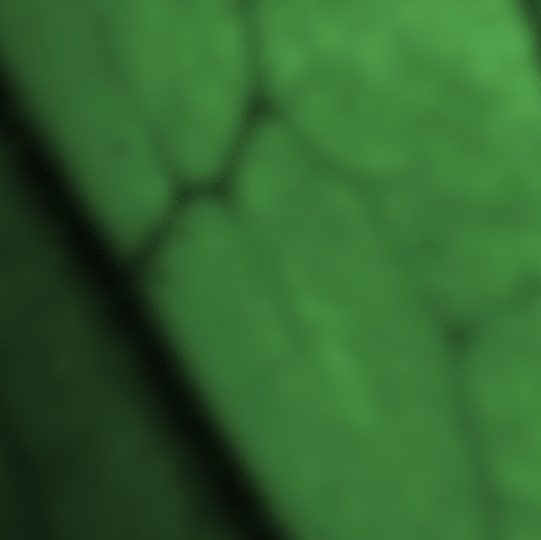 Less cellular wear