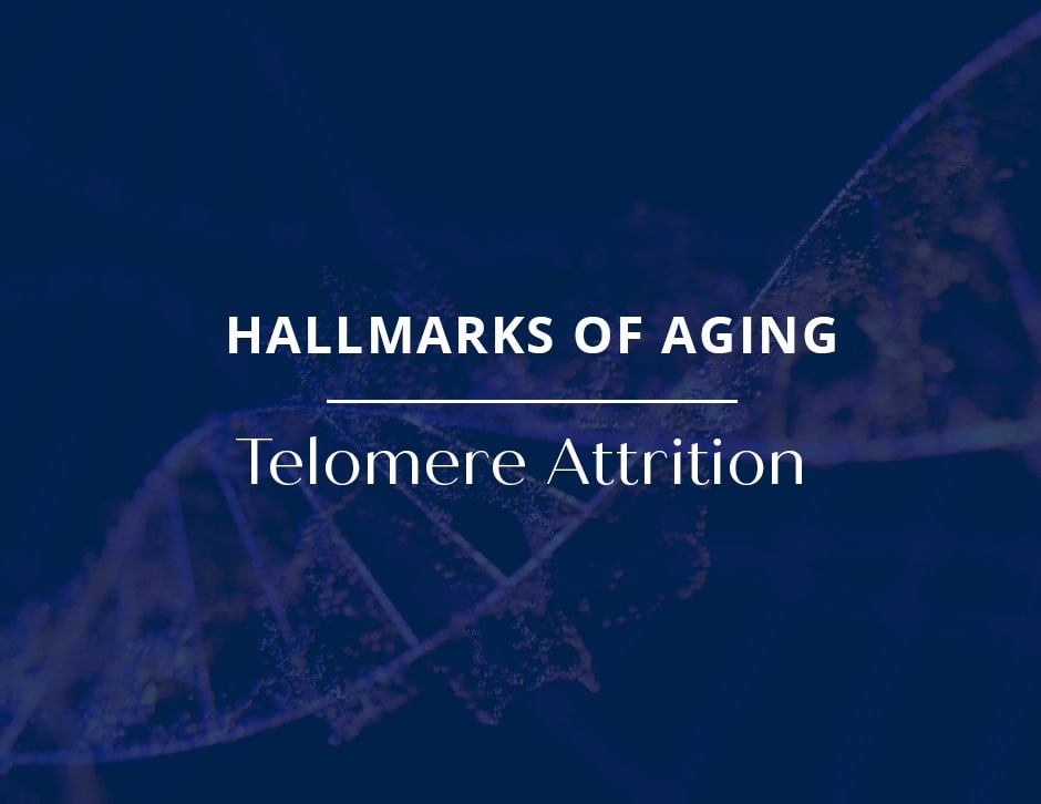 Hallmarks of Aging: Telomere Attrition