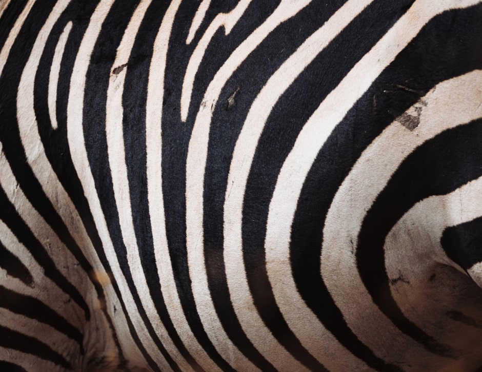 A close-up image of a zebras skin.